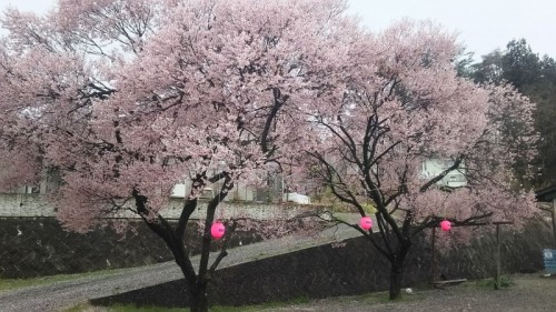 集会所桜